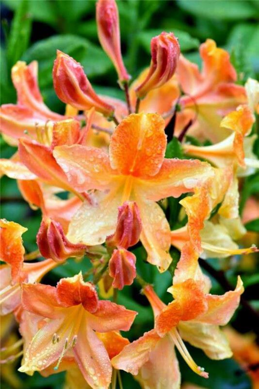 parc-floral-de-vincennes-the-pretty-flowers-of-parc-vincennes