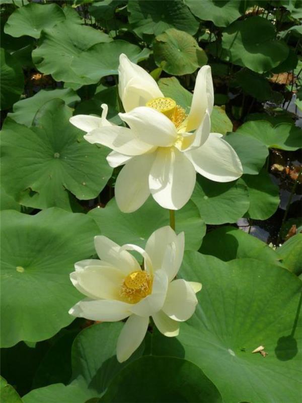 parc-floral-de-vincennes-lotus-blancs-in-lac-de-vincennes