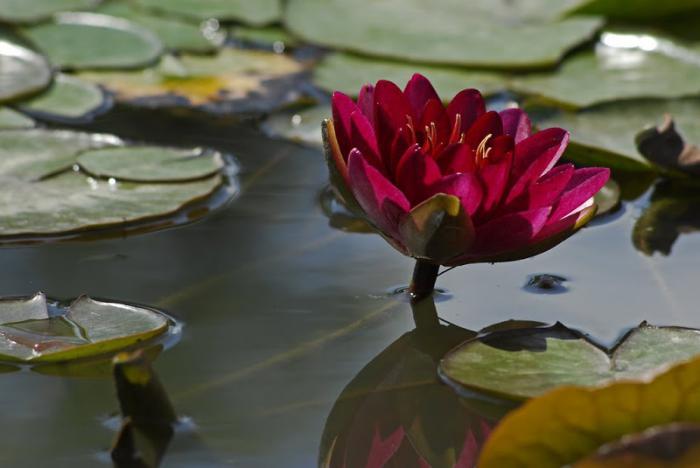 parc-floral-de-vincennes-lotus-rouge