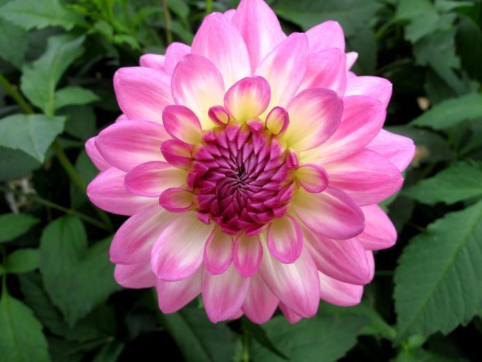 floral-park-of-vincennes-floral-park-bois-de-vincennes