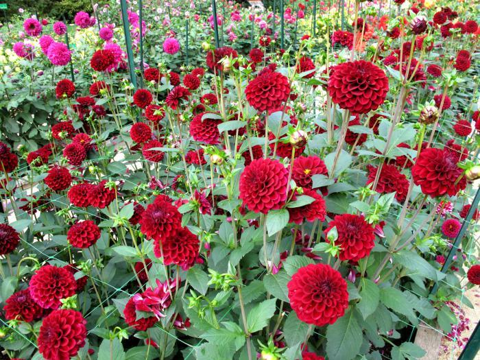 parc-floral-de-vincennes-parterre-de-dahlias-rouge