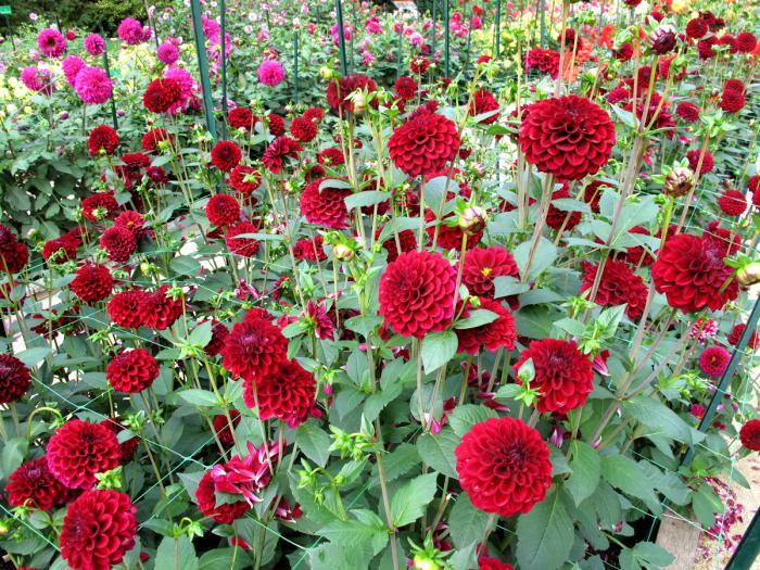 parc-floral-de-vincennes-parterre-de-dahlias-rouge