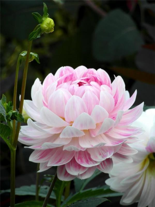 parc-floral-de-vincennes-dahlias-sergi-fotoğrafı