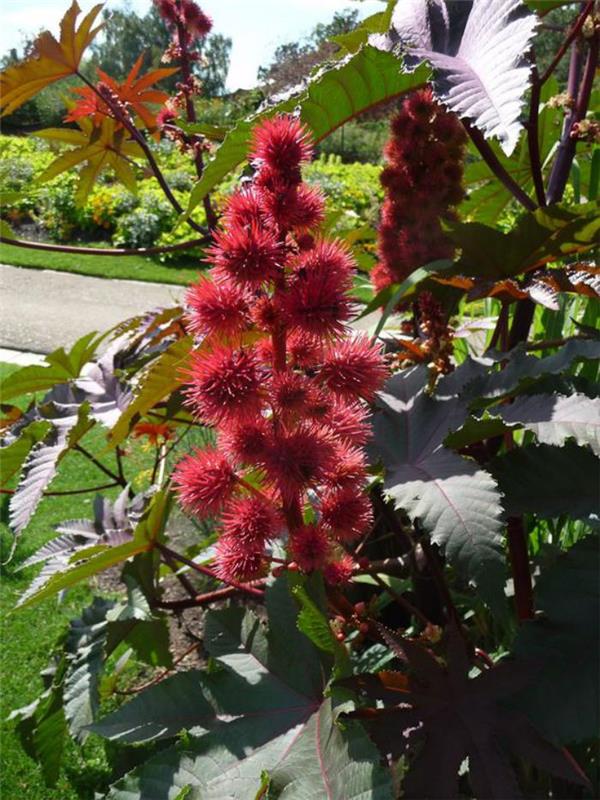 parc-floral-de-vincennes-ricin-fleuri-in-the-parc-de-paris