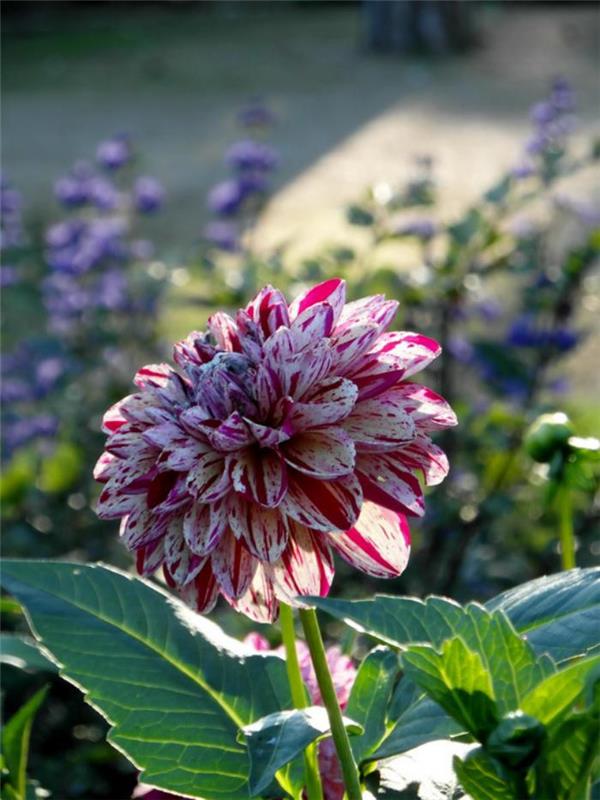 parc-floral-de-vincennes-a-renkli-yıldız çiçeği