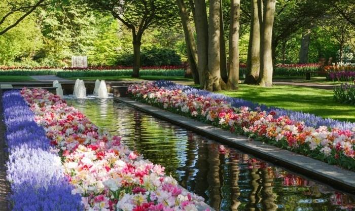 dvi eilės gėlių ir levandų išilgai baseino su fontanais, gėlių lovos idėja
