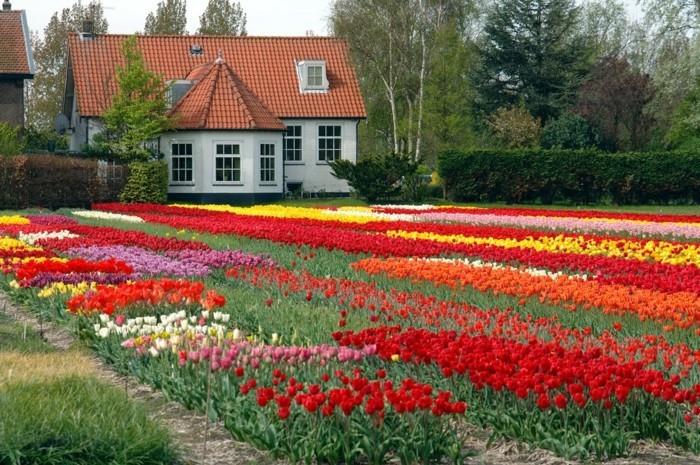 dolga preproga iz rož, gredica, rdeči, roza, beli, rumeni tulipani, pastoralna pokrajina, podeželska podeželska hiša