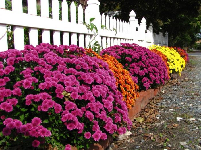 çitin önünde büyük bir çiçeklik, çok renkli krizantemlerle çiçek kenarlığı oluşturun