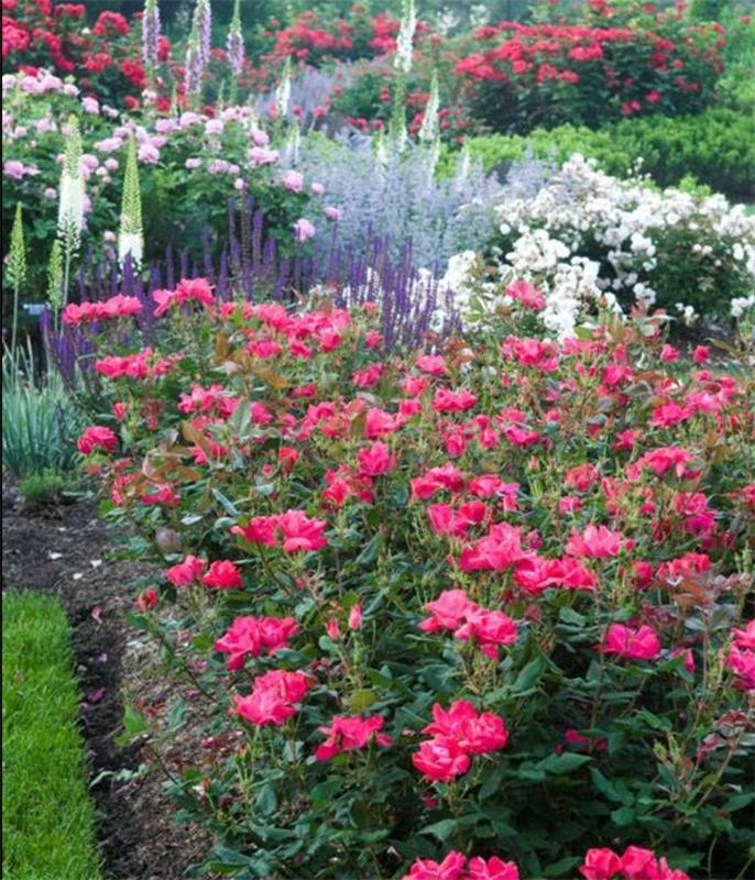 bir çiçek bahçesindeki güller, ilginç bahçe dehası fikri, çeşitli renkler ve kokular