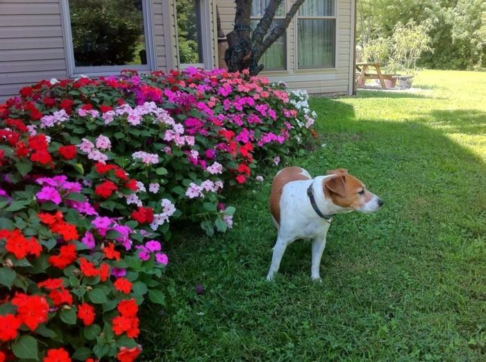 gėlių lovos kraštas, violetinė, rožinė, raudona ir balta petunijos, riboja veją, šunį, sodo kraštovaizdžio idėją