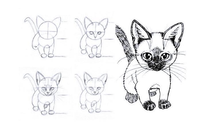 kedi pençesi çizimi ile vücut yapma adımları, küçük bir kedinin karakalem için kolay öğretici