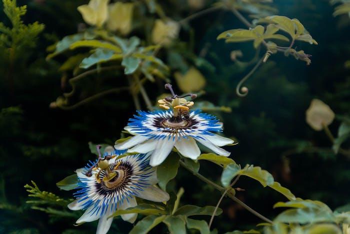 Passionflower bitki çiçek anti depresan hafif ila hafif depresyon ve anksiyete atakları için