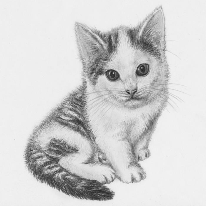 sevimli küçük bir evcil hayvanın kurşun kalem, beyaz ve siyah çizim şablonunda bir kediyi nasıl çizeceğinizi öğrenin