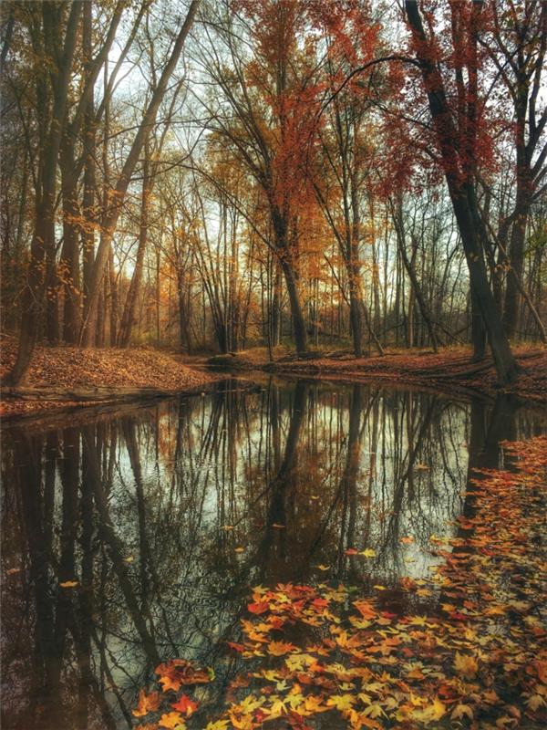 fotografija za ozadje, reka, plavajoči listi, lepa drevesa z gorečim listjem