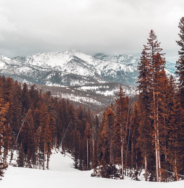 snieguotas peizažas rudų lapų spygliuočių medžių miške su snieguotų kalnų fonu, Kalėdų tapetai