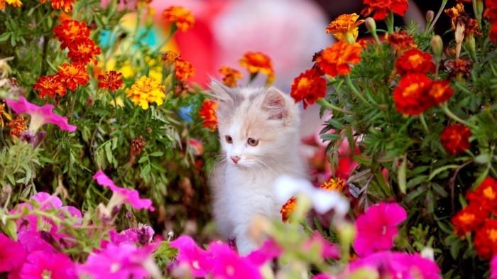 manzara-çiçekler-dünyadaki-en güzel-fotoğraf-güzellik-sevimli bir kedi yavrusu