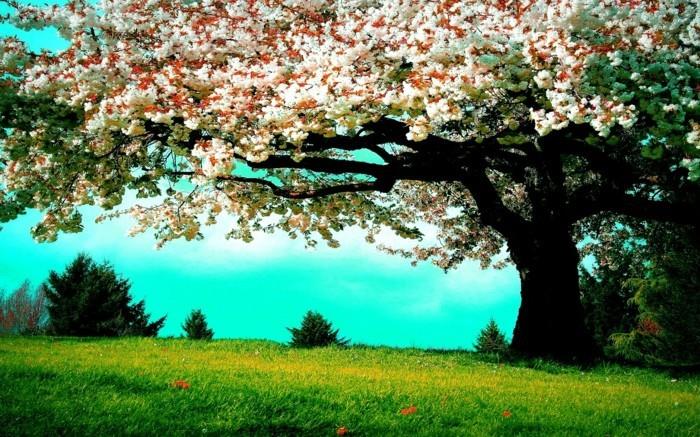 peizažas-gėlės-gražiausia-pasaulio-grožio-nuotrauka-pavasario cesieses