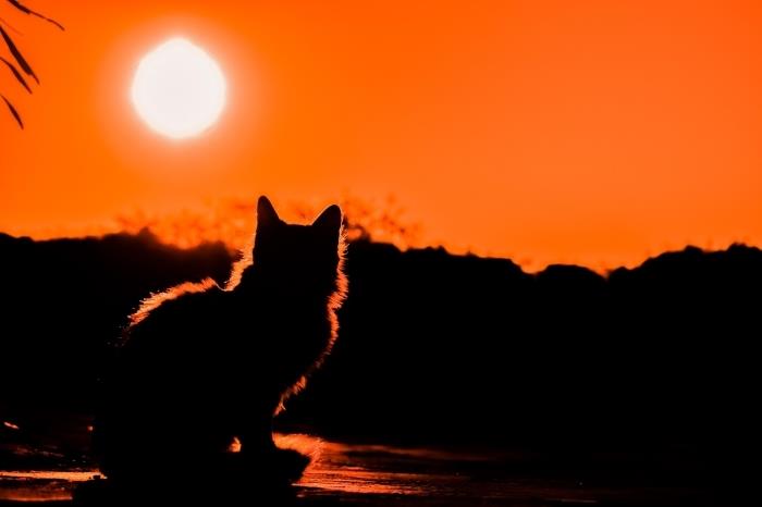 idėja tapetui su gyvūnų dizainu, maža katė stebi gamtą ir saulėlydį