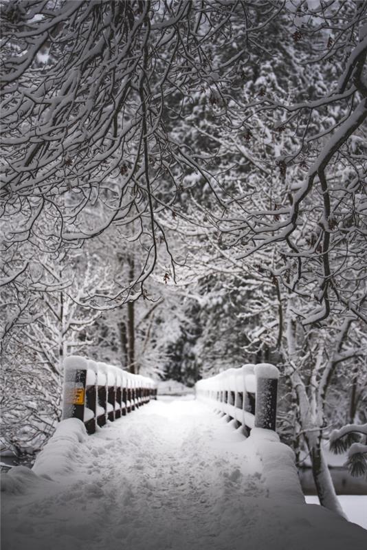kış manzarası ile beyaz ve siyah fotoğraf, çıplak ağaçlar ve kar ile bir ormanda fotoğraf köprüsü, ücretsiz kilit duvar kağıdı fikri