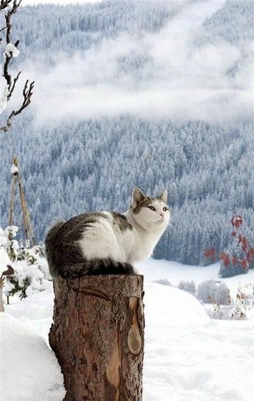 kar-manzara-kanadalı-manzara-sevimli-kedi