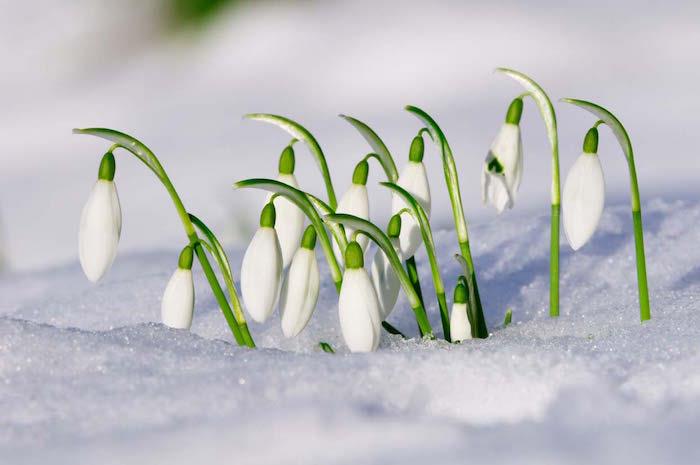 snieguolės-galanthus-nivalis-žiemos gėlės-gėlių sodas