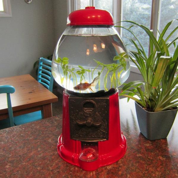 mali-akvarij-design-a-kava-machune
