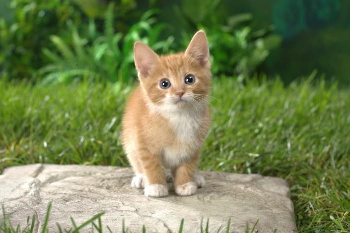 küçük-kedi-sevimli-yavru kedi-resim-sevimli-komik-turuncu-yavru kedi