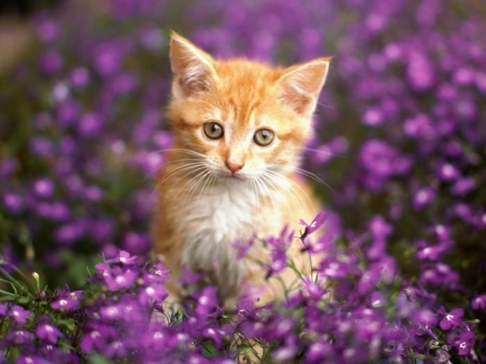 sevimli-küçük-kedi-görüntü-kedi-çok-sevimli-bebek-kedi-kedi boyama