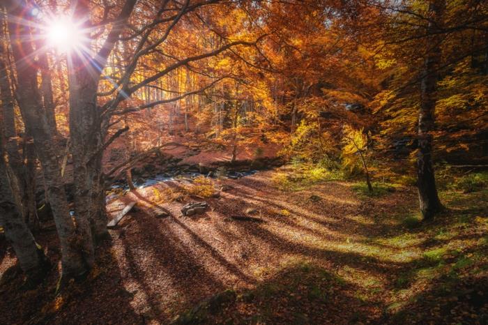 gozd z rumenimi listi, drevesa z rumenim listjem, sončni zahod ozadje in ozadje