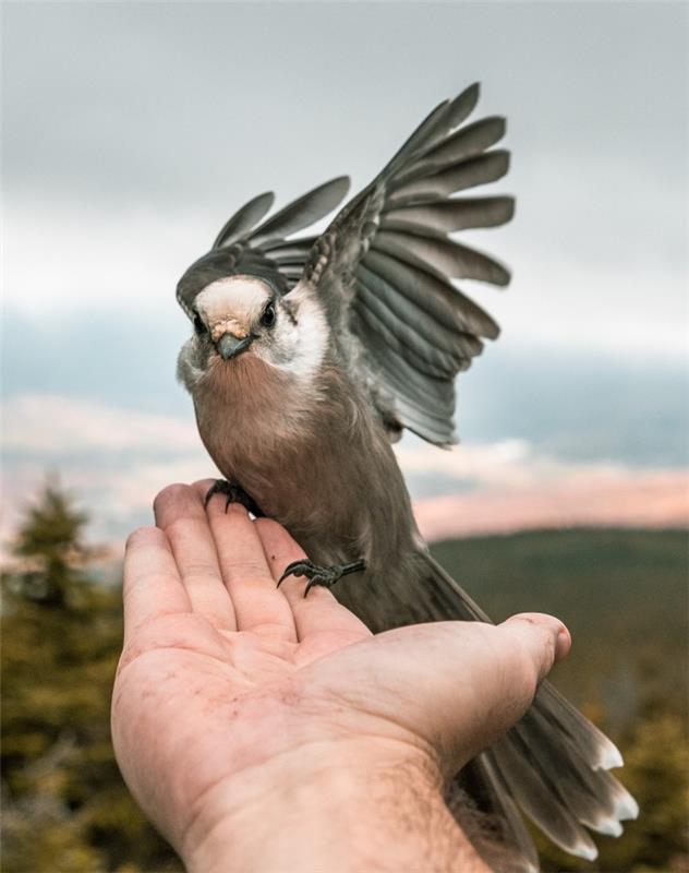 patinas rankoje laiko mažą paukštį prie kraštovaizdžio tapetų pilkame ir rožiniame danguje su žaliais laukais ir medžiais