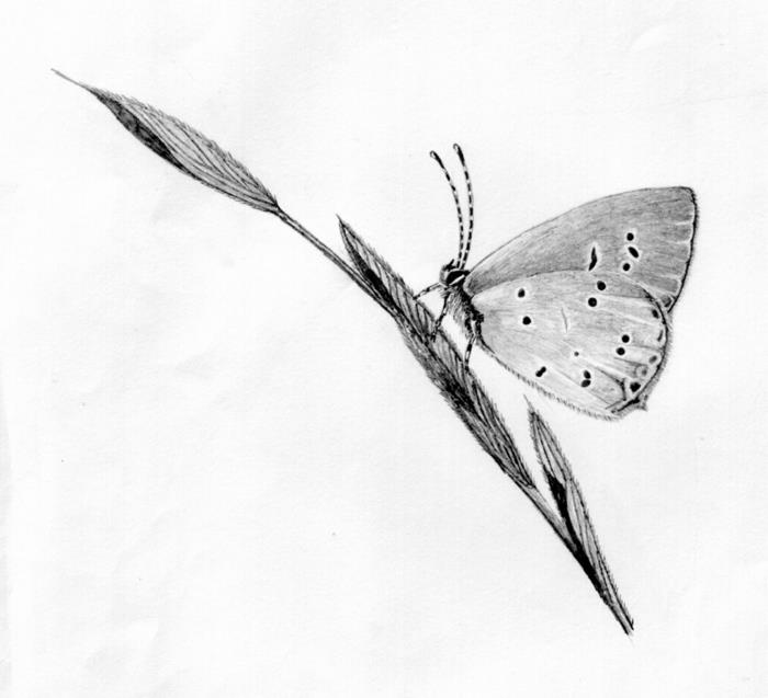 Žavingus drugelio sparnus lengva piešti, įkvėpimo piešinį lengva atkurti žingsnis po žingsnio