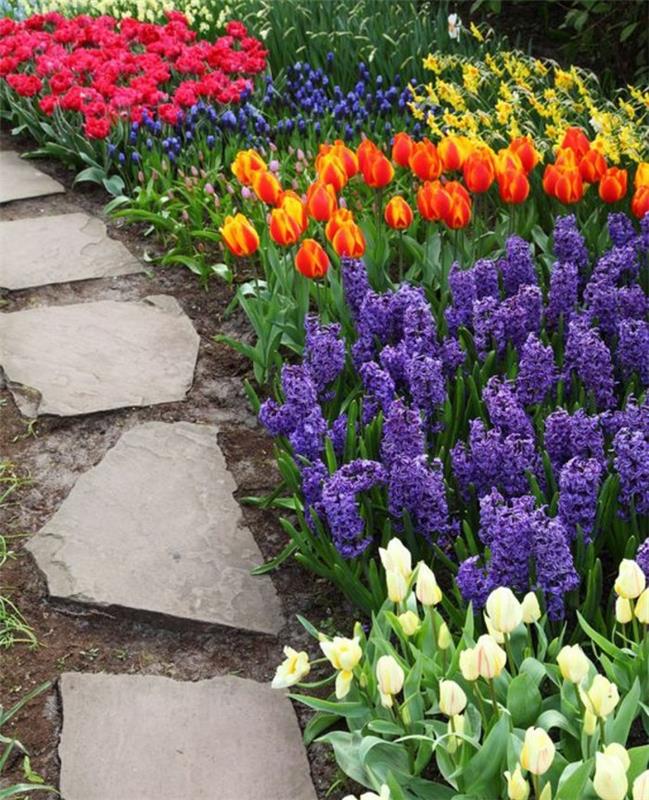 narcizai, tulpės ir hiacintai, pavasario gėlynas, akmeninis takas, lauko sodo puošmena