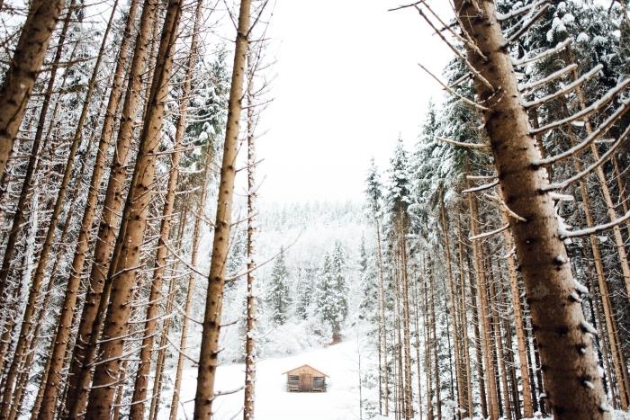 Noel veya kış duvar kağıdı örneği, karla kaplı ağaçları olan bir ormandaki küçük bir ahşap evin fotoğrafı