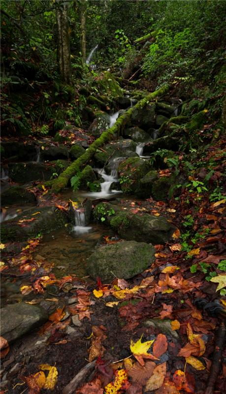 potok v gozdu, zeleni gozd, skale v vodi, fotografija za ozadje