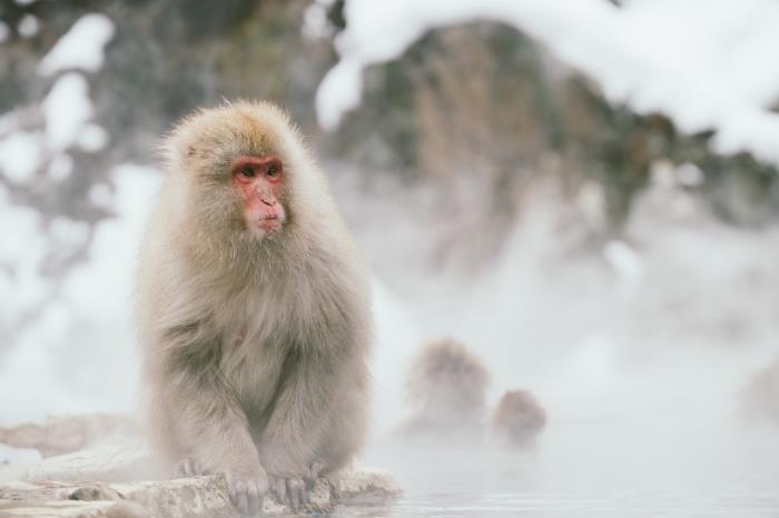 indirmek için kış duvar kağıdı, pc için ücretsiz fotoğraf fikri, kışın doğada beyaz maymun hayvan fotoğrafı