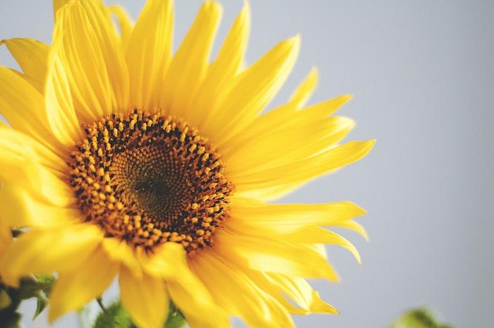 geltonos saulėgrąžų saulėgrąžų gėlės nuotrauka