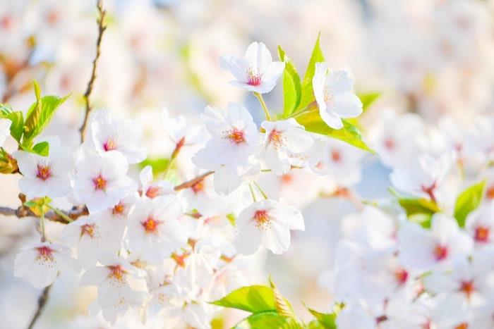Rože belega sadnega drevja, spomladanska slika ozadje pomlad, podoba spomladanske pokrajine