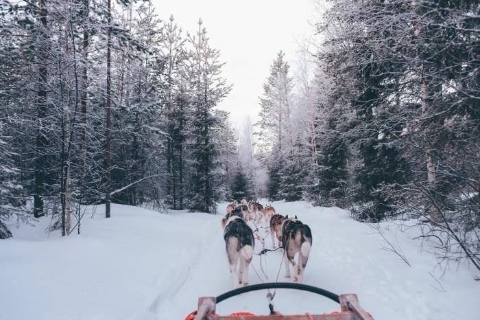 indirmek için karlı manzara, ücretsiz kış fotoğrafı, karlı orman ve kış köpeği kızağı fotoğrafı