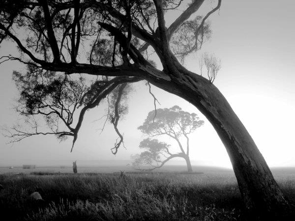 doğa-fotoğraf-ağaç-sis-siyah-beyaz-sanatsal-fotoğrafçılık