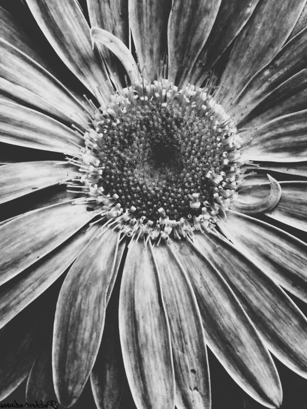 siyah-beyaz-sanatsal-fotoğrafta-bir-çiçek-fotoğraf-doğa-fotoğraf