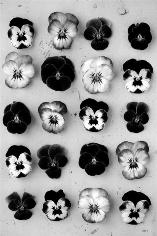fotoğraf-doğa-çiçek-siyah-beyaz-sanatsal-fotoğrafçılık