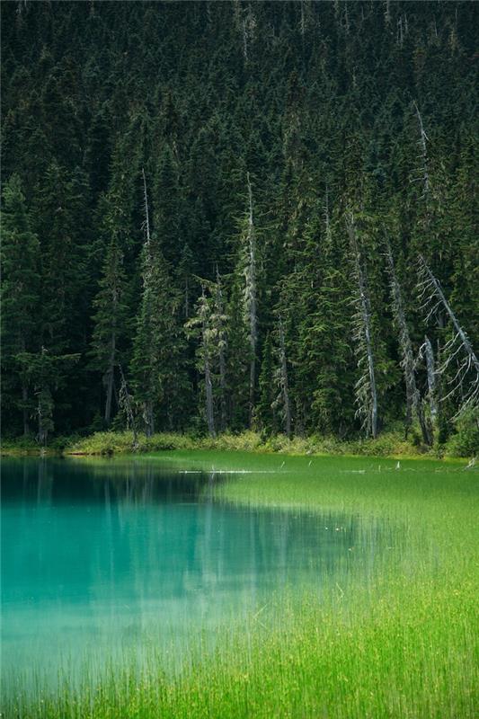 Mavi göl suyu, her yerde yeşil çimen ve çam ağacı, doğa görüntüsü, şık duvar kağıdı, güzel dağ manzarası duvar kağıdı