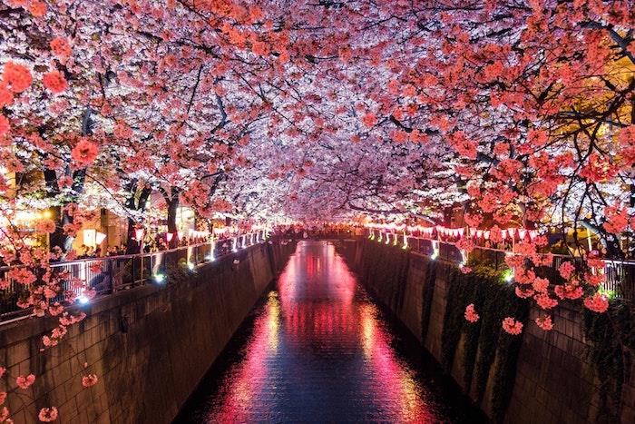 Japonska obala reke s cvetočimi drevesi okoli, ozadje narave, spomladansko ozadje, pomladna podoba