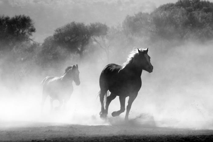 čudovita črno -bela podoba divjih konj, ki v oblaku prahu galopirajo v naravi