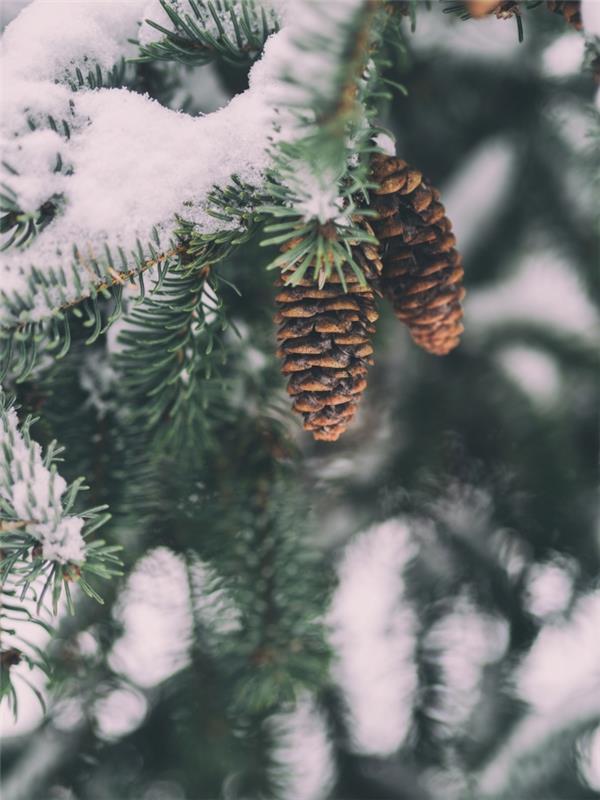 natūralios žiemos ekrano užrakto fono idėja su kankorėžių ir snieguotų eglių šakų nuotrauka
