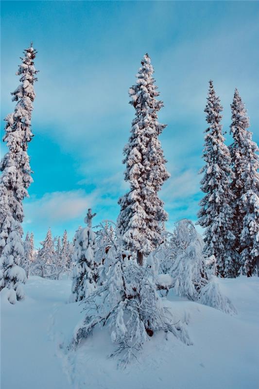 Linksmų 2019 m. Kalėdų įvaizdis „iPhone“ tapetams, snieguotos gamtos nuotrauka su didelėmis apsnigtomis eglėmis