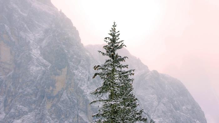 nemokama linksmų švenčių nuotrauka kompiuteriui, žiemos peizažas su didele snieguota natūralia egle saulėtekio metu