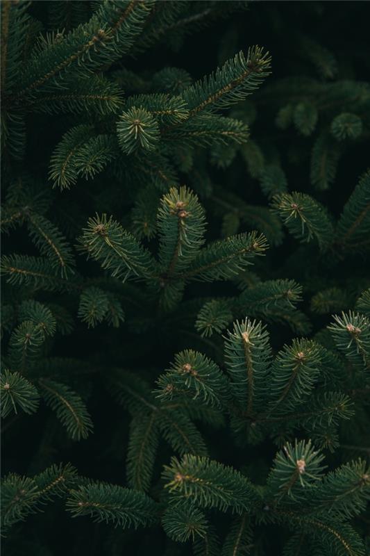 Minimalistinio stiliaus kalėdinių tapetų idėja su eglės šakų nuotrauka, makro eglutės nuotrauka gamtoje