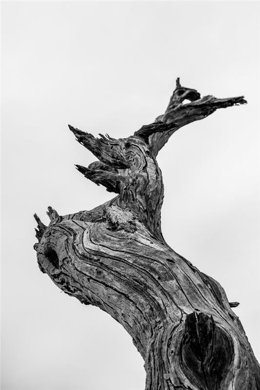 Slika suhega drevesa fond ecran nike, najlepša črno -bela fotografija za ozadje