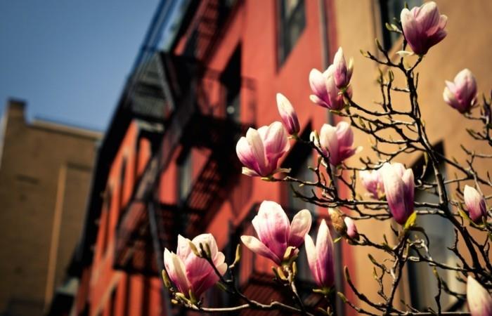 pavasario-sezono-profesionali-fotografija-pavasario-grožio-magnolijos-fotografija mieste
